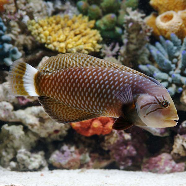 Dragon Wrasse Dragon Wrasse
